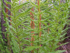 cinnamon fern 2